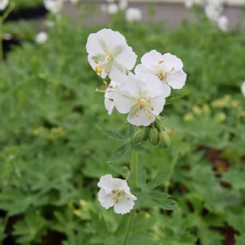 Geranium phaeum 'Album' ---